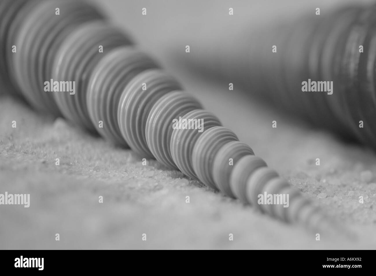 Close up detail photo d'un coquillage sur la plage Banque D'Images