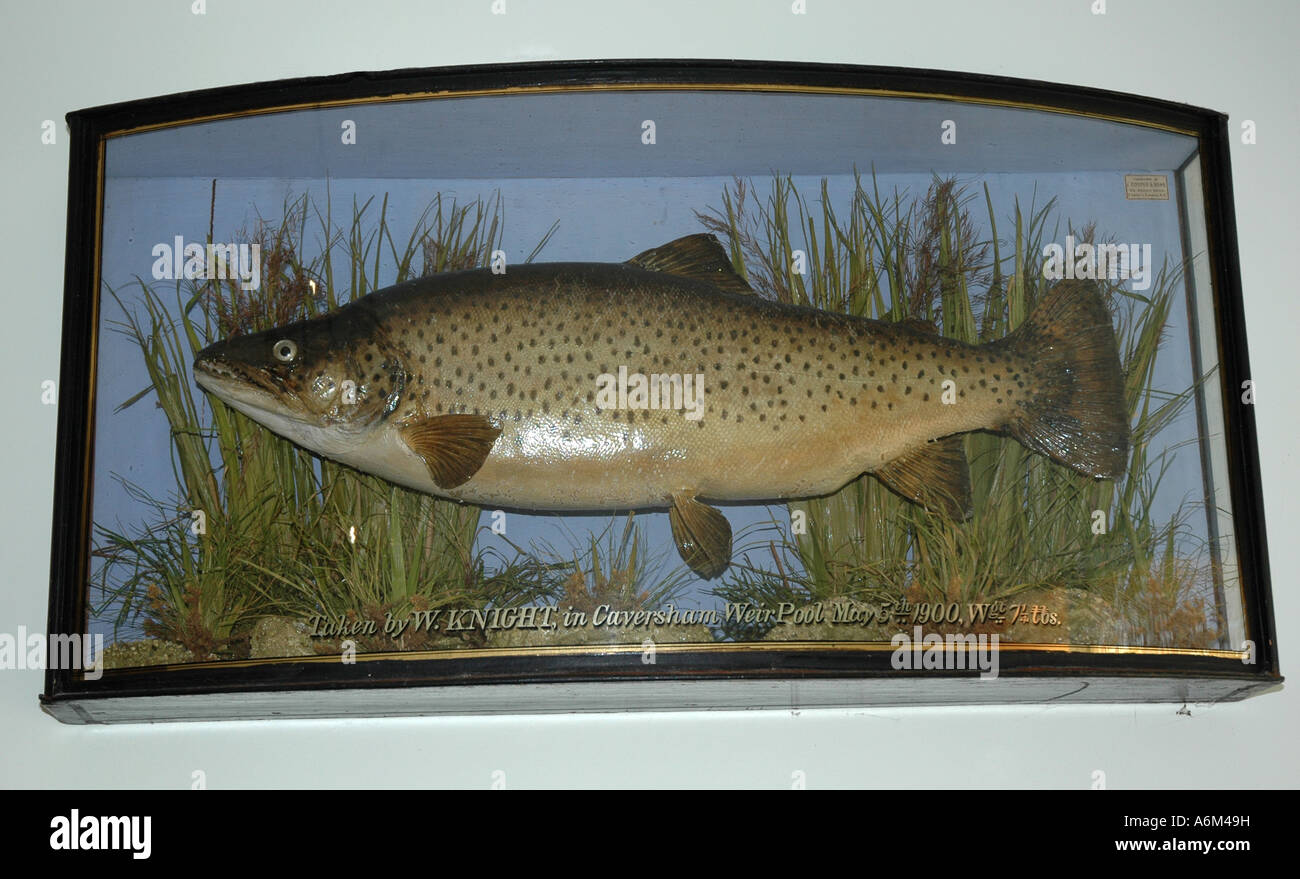Poissons Truite farcie au display cabinet pris 1900 de Caversham, Berkshire, England, UK Banque D'Images