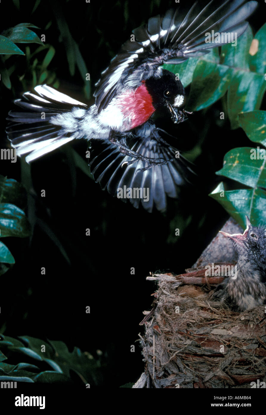 ROBIN OISEAU Scarlet Banque D'Images