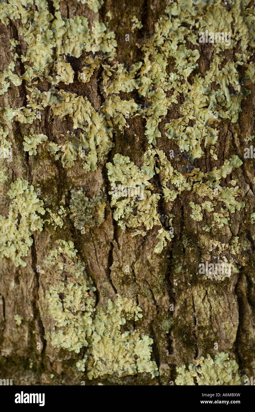 Lichens sur arbre en ville géant State Park Makanda IL Banque D'Images