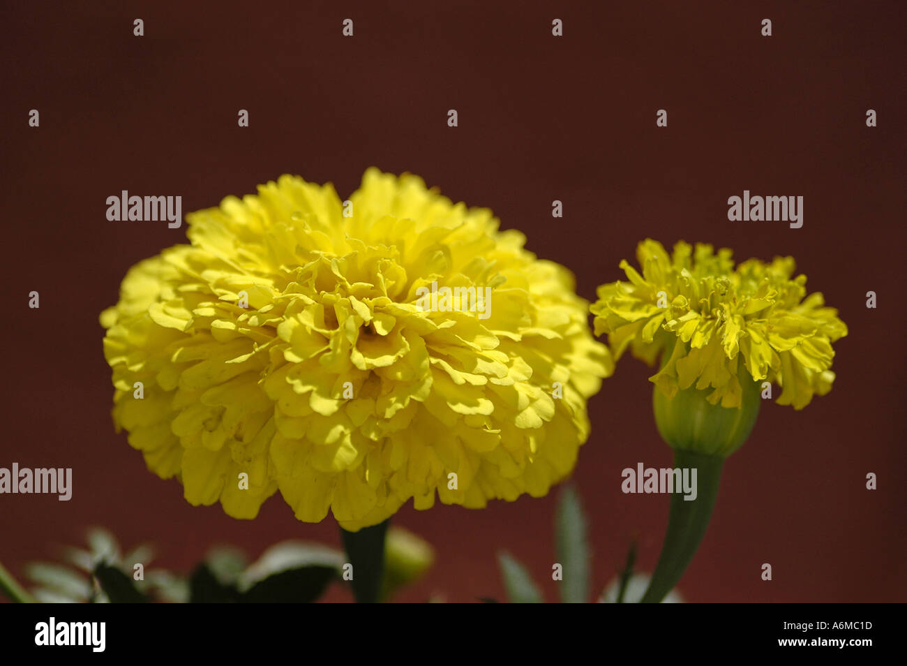 Deux fleurs d'afrique Banque D'Images