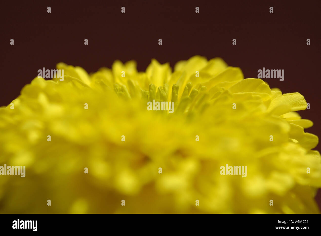 fleur africaine Banque D'Images