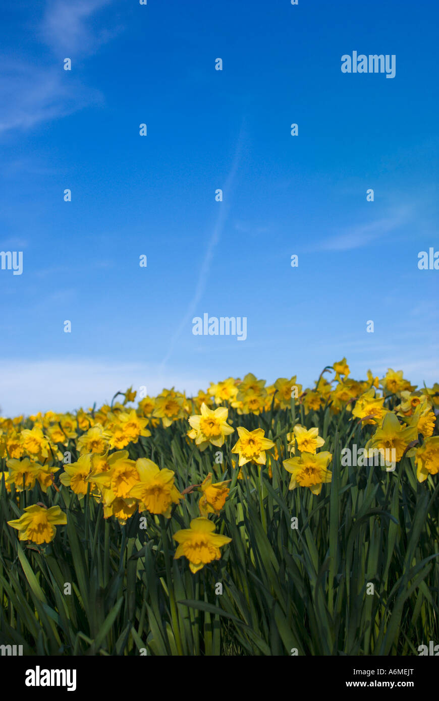 Les jonquilles dans un champ contre un ciel bleu Banque D'Images