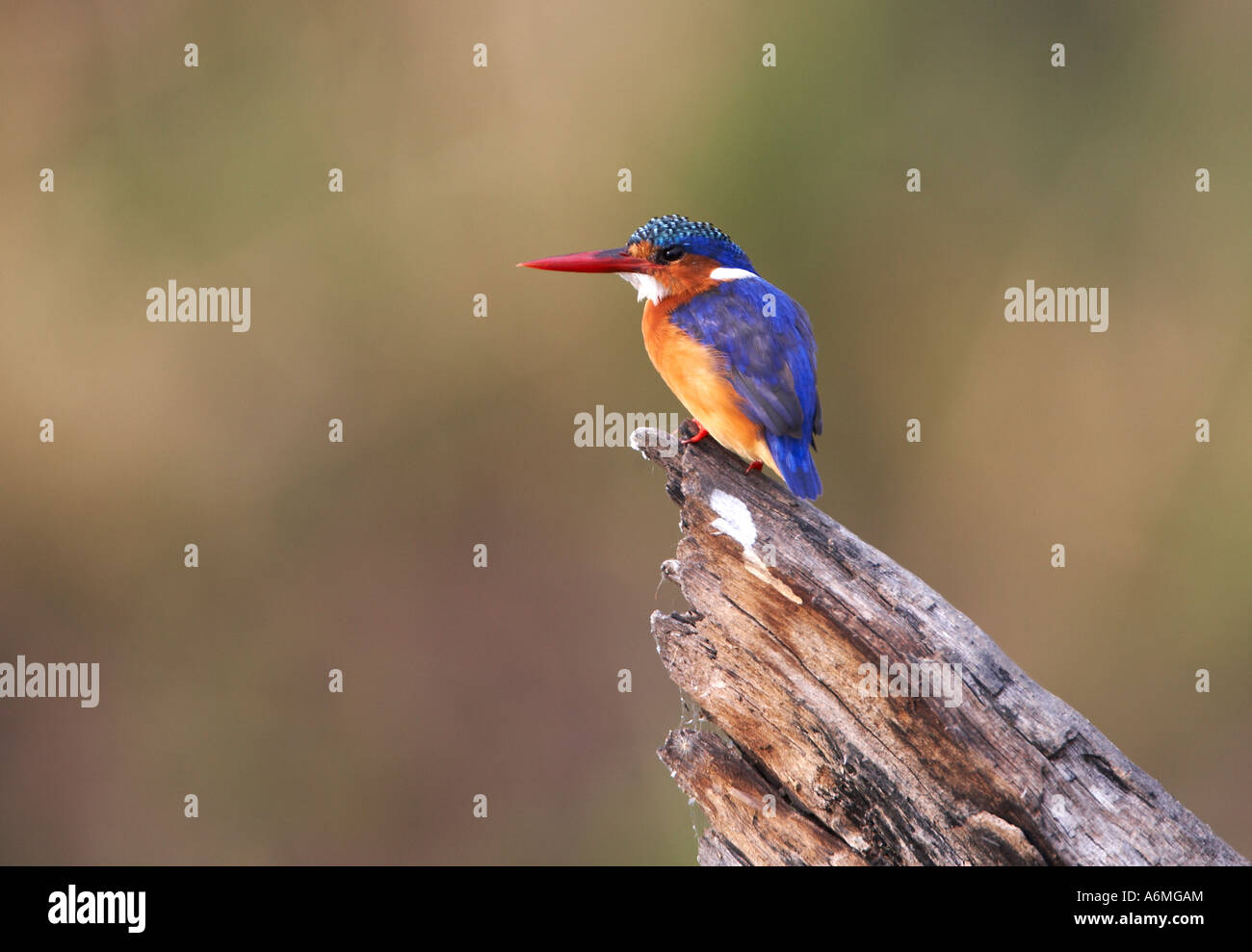 Martin-pêcheur huppé (Alcedo cristata) Banque D'Images