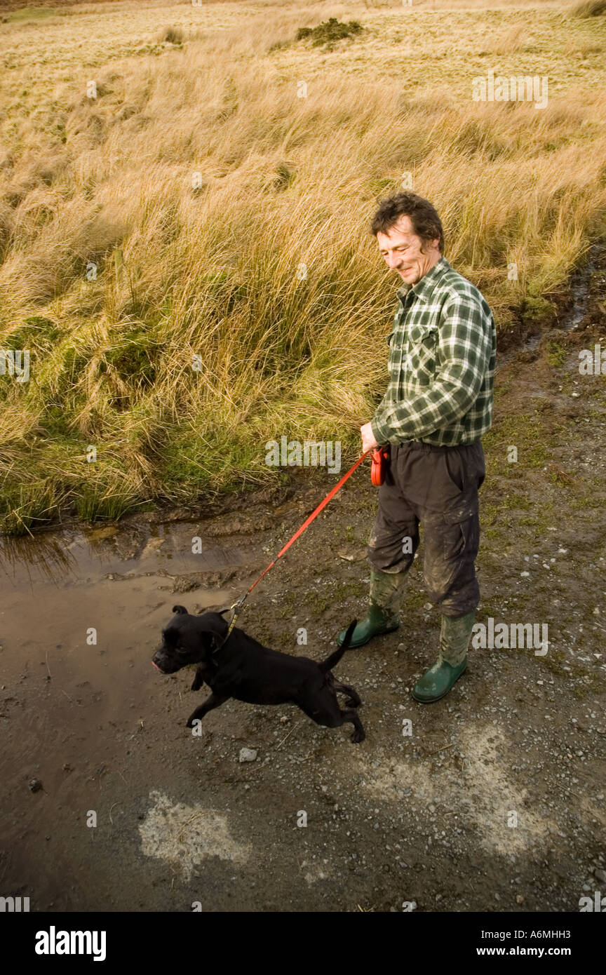 L'homme prenant son pit-bull terrier pour une promenade en Powys, Pays de Galles, Royaume-Uni. Banque D'Images