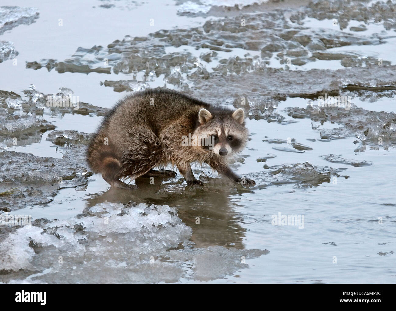 Le raton laveur sur la glace de la Qu appelle au sourcil Lake scenic  Saskatchewan Canada Photo Stock - Alamy