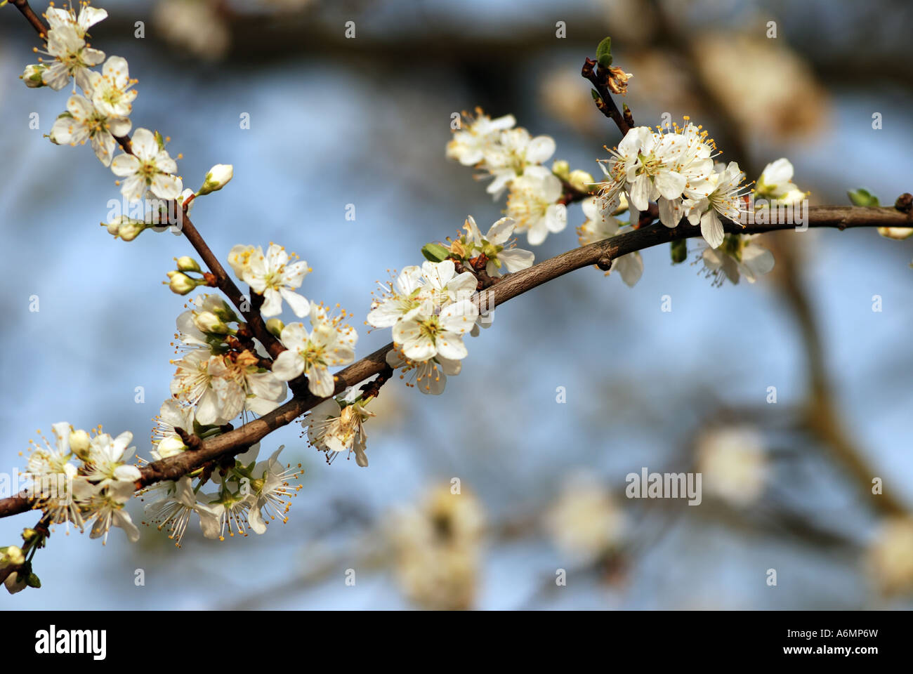 Prunellier, Prunus spinosa, en fleurs Banque D'Images