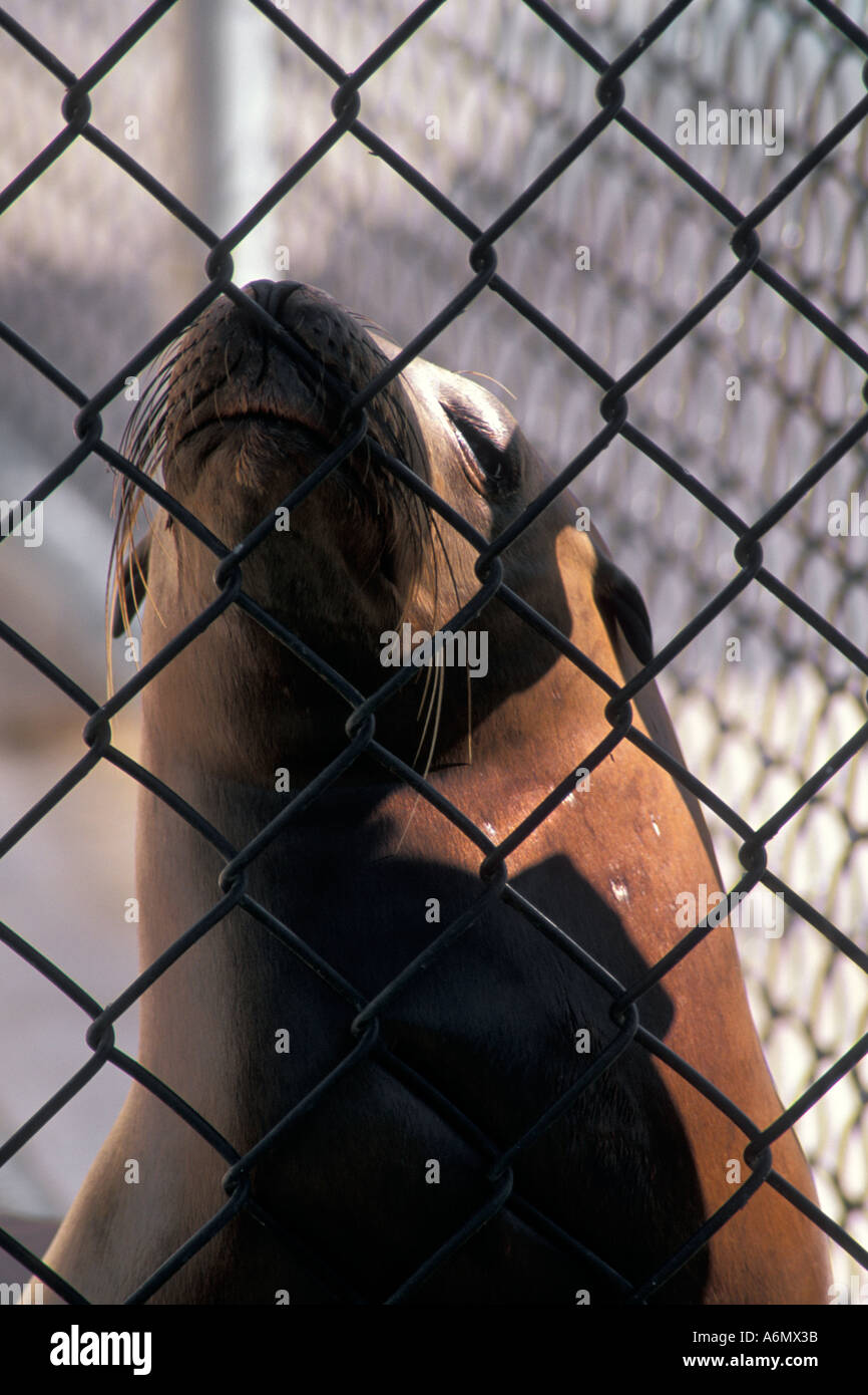 Lion de mer malade blessé se remet à la cage au centre de sauvetage de mammifères marins Marin Headlands Californie Banque D'Images