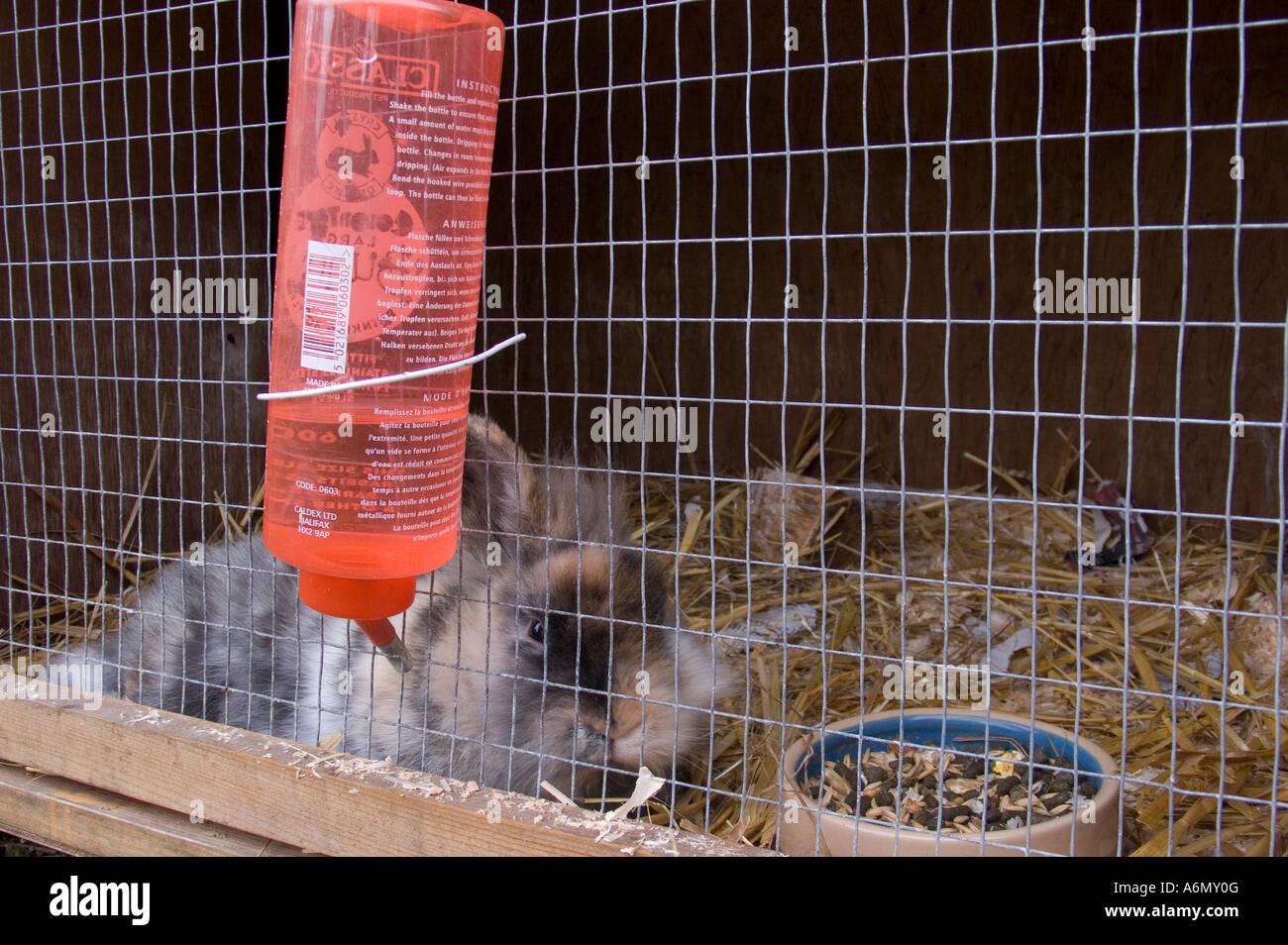 Lapin dans sa huche avec le panier métallique/shot complet avec bouteille d'eau et bol de nourriture Banque D'Images