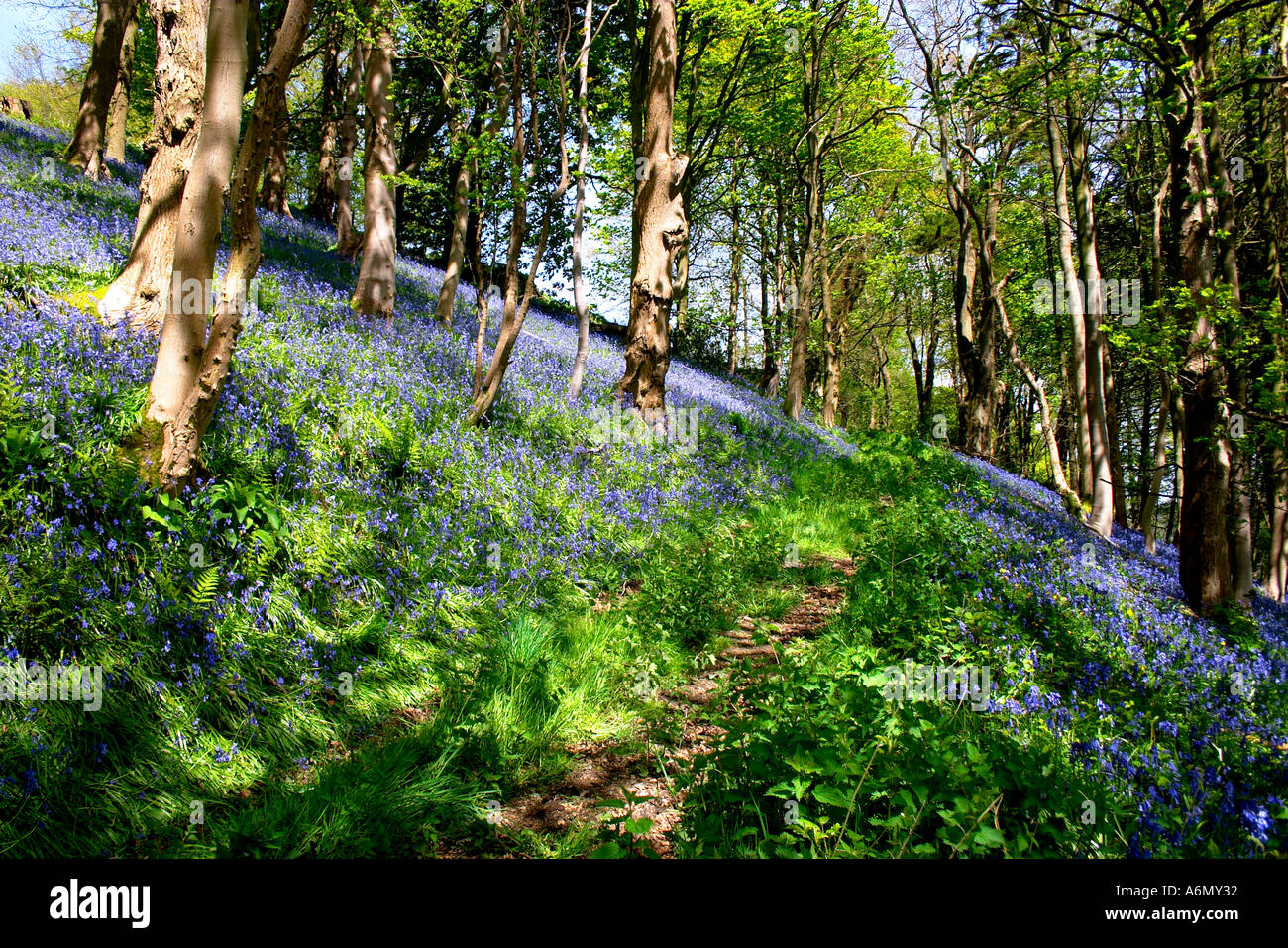 Bluebell Bluebell Wood Genre Hyacinthoides Denbighshire North Wales UK United Kingdom Europe Banque D'Images