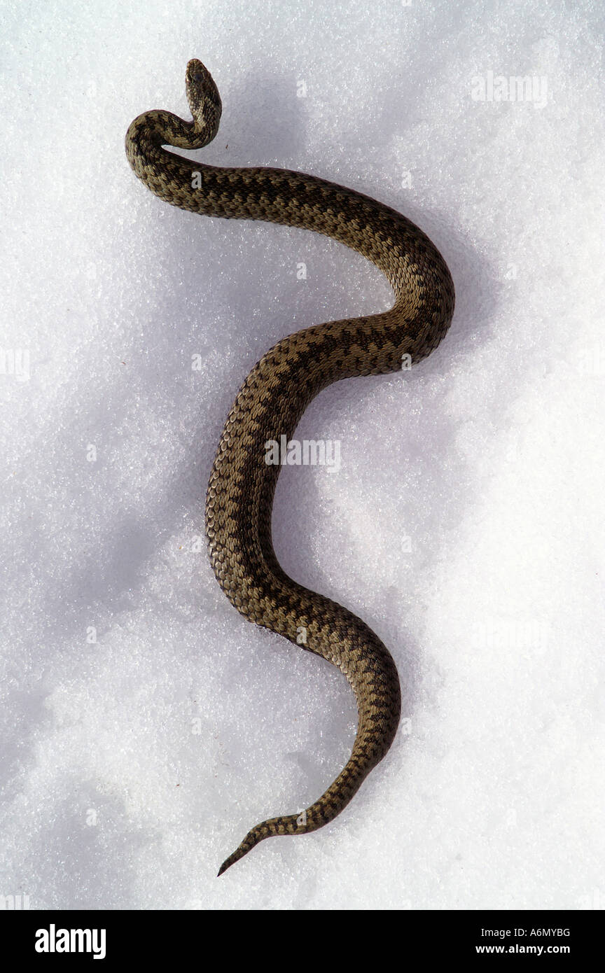 Serpent Viper sur la neige Banque D'Images