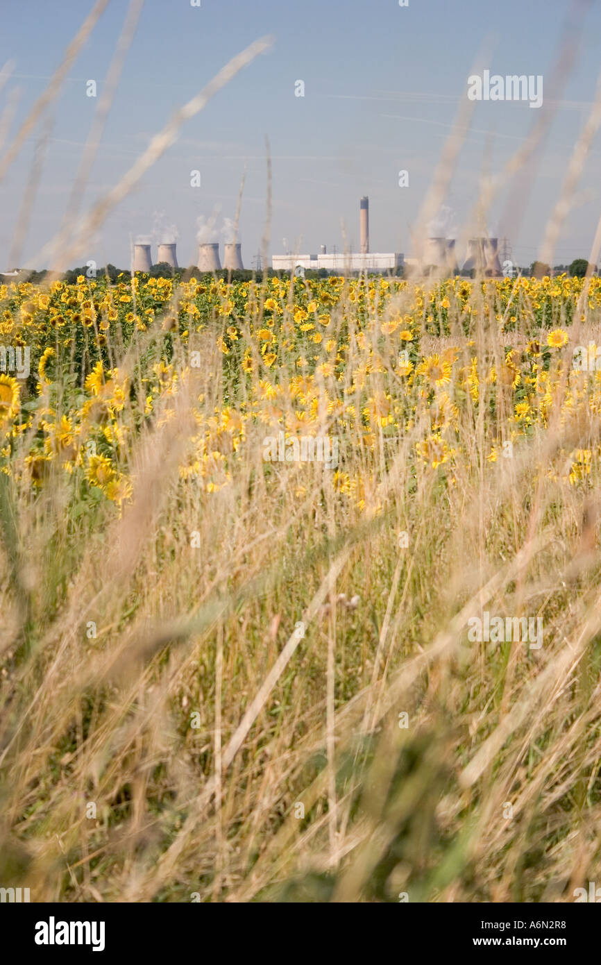 Un champ de plants de tournesol avec Drax Power Station à l'horizon Banque D'Images
