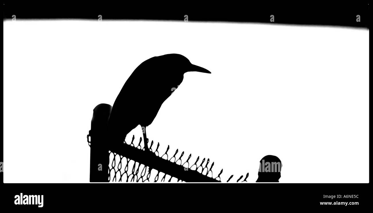 Black Crown Night Heron debout sur vieux mur à côté d'un marais à l'aube de l'herbe salée Banque D'Images