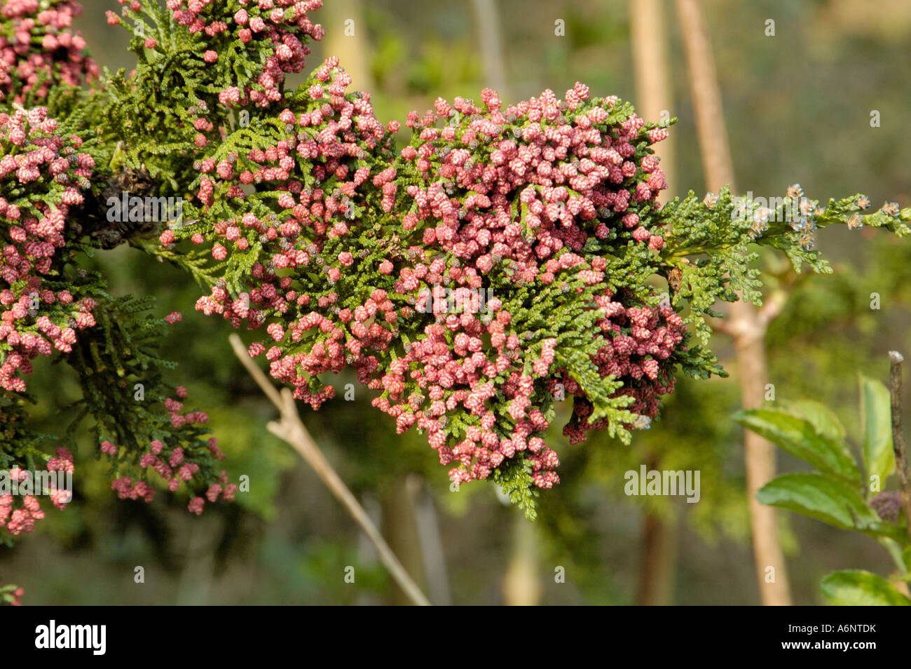 Lawson, Cypress chamaecyparis lawsoniana 'Wisselii' Photo Stock - Alamy
