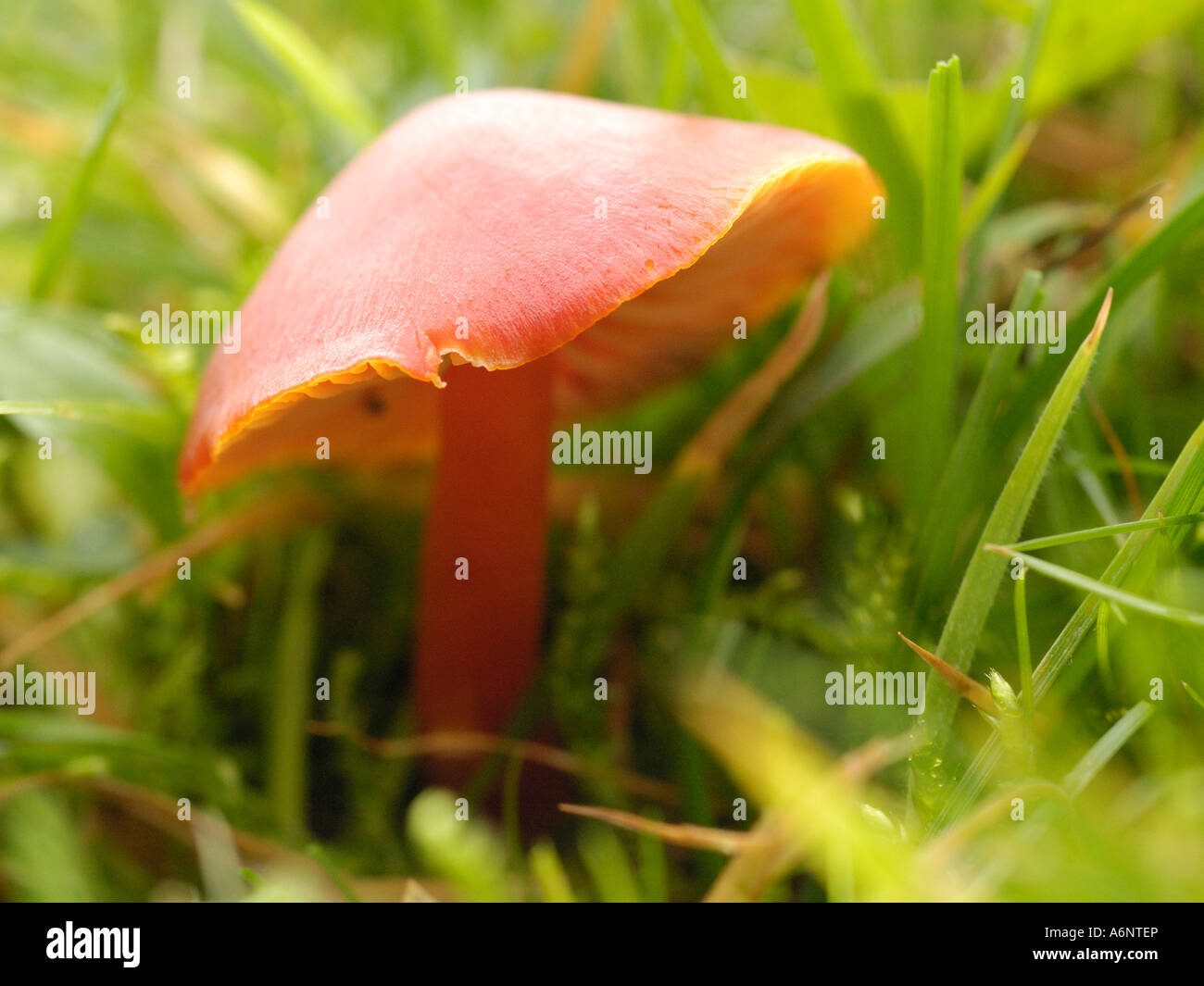 Scarlet Waxcap, hygrocybe coccinea Banque D'Images