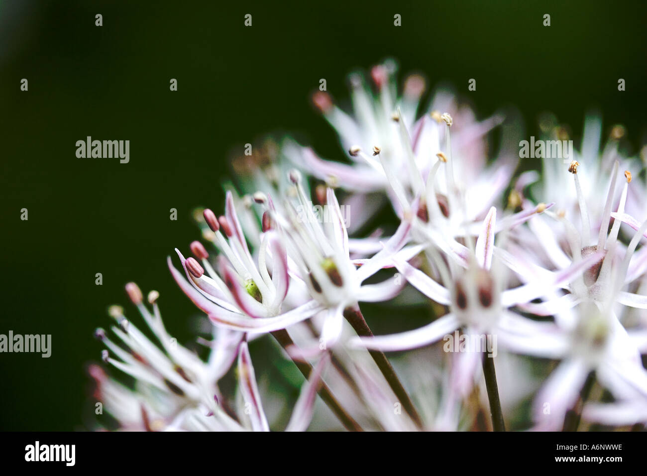 Fleurs d’Allium Banque D'Images