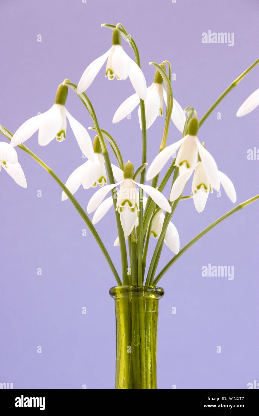 Vase en verre vert dans les perce-neige Banque D'Images