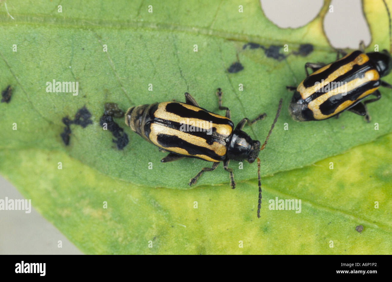 Alligator Weed coléoptères (Agasicles hygrophila) sur alligator Weed Banque D'Images
