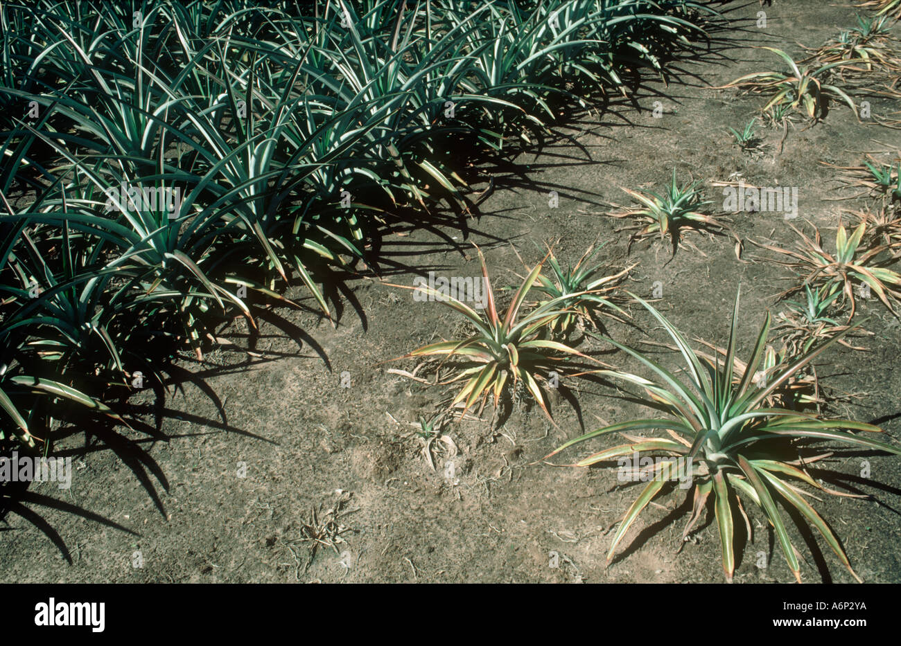 Phytophthora spp. affectant la pourriture des racines par rapport aux ananas mourir les plantes traitées Banque D'Images