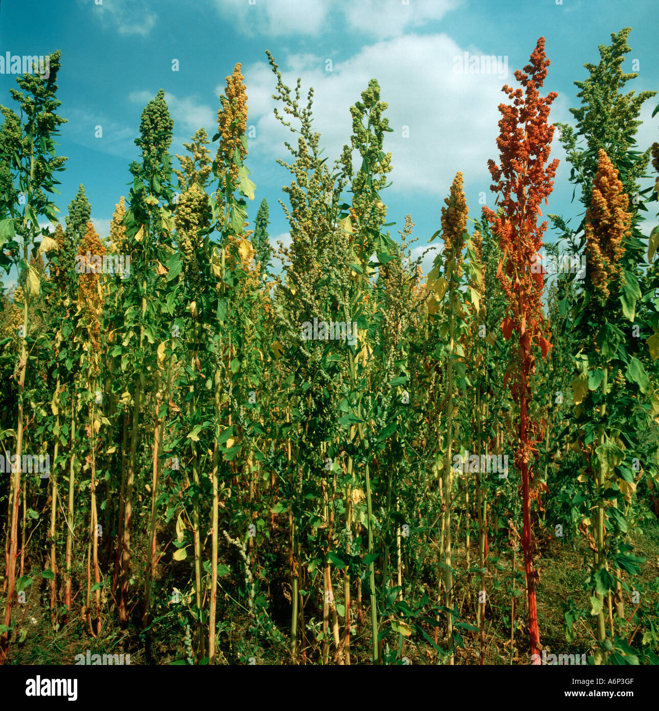 Chenopodium quinoa Quinoa alternative de maturation des cultures céréalières Banque D'Images