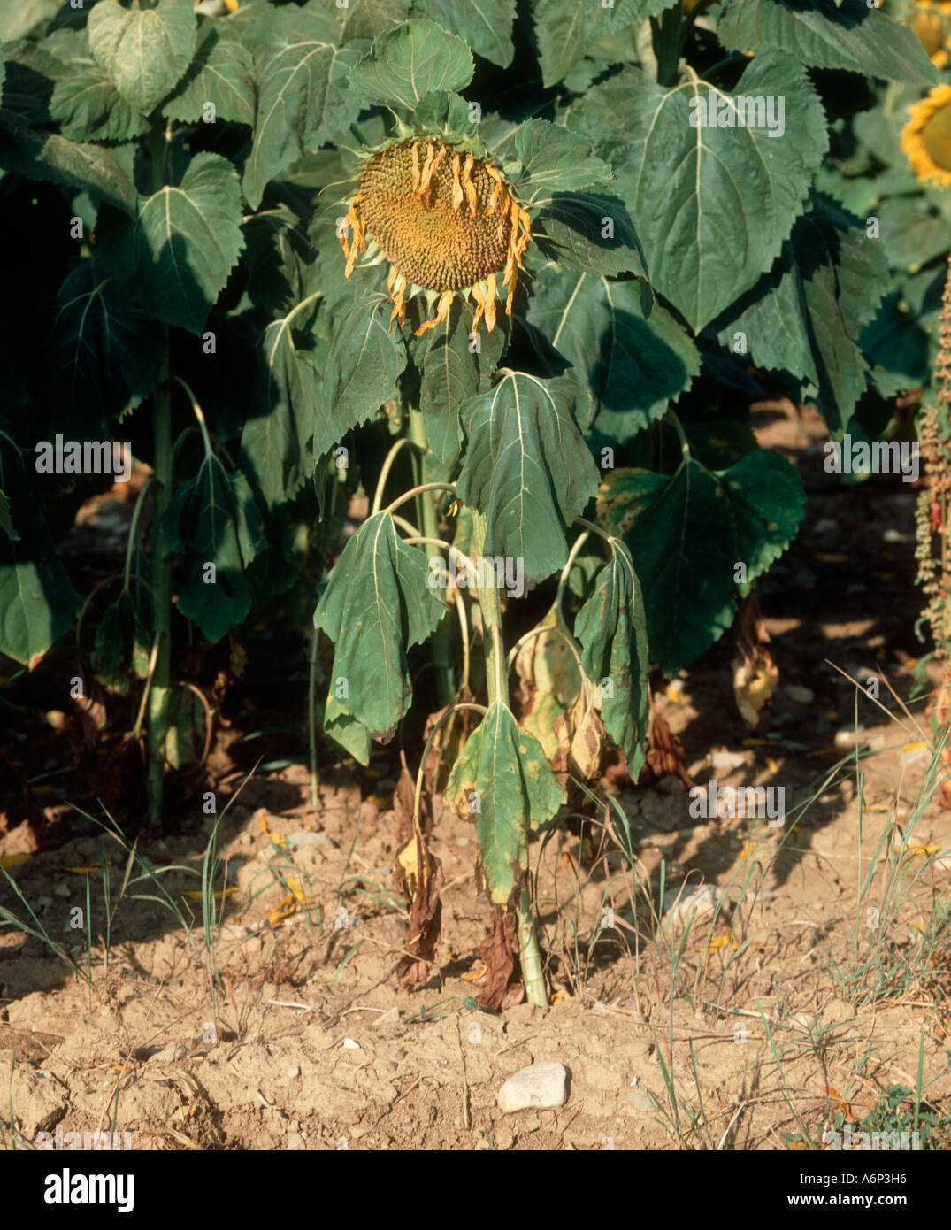 Phytophthora parasitica pourriture des racines et de la plante de tournesol fanées malades Banque D'Images