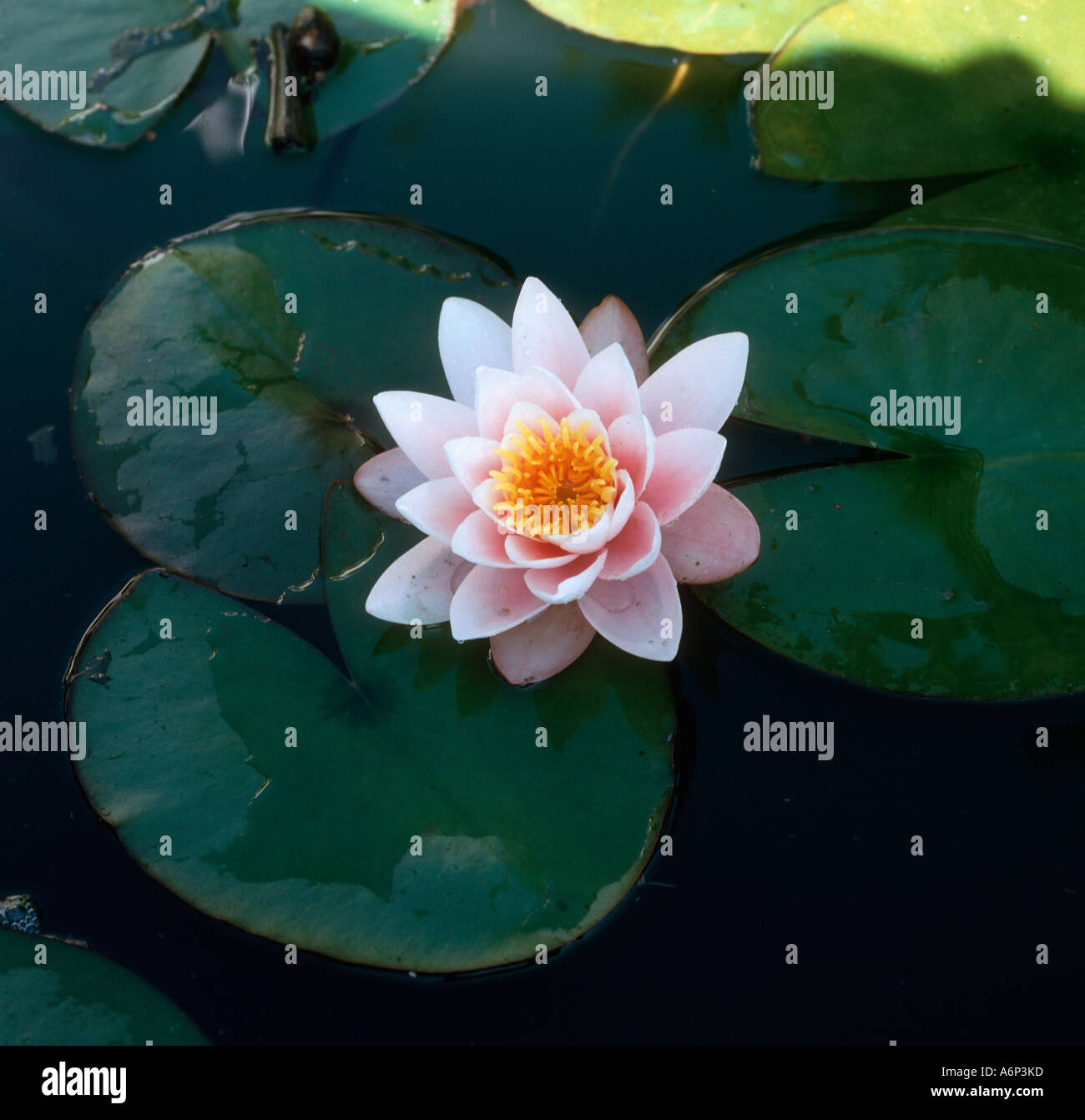 Nymphaea alba nénuphar en fleur sur un étang de jardin Banque D'Images