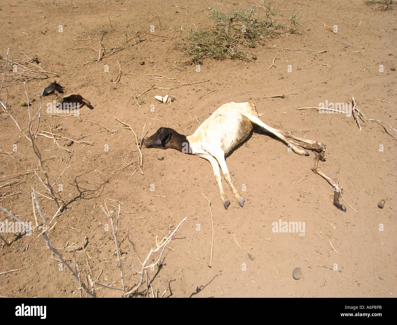 Dans le district de Malambo Ngorongoro Crater de Tanzanie, Afrique. La photographie montre la victime de la sécheresse Banque D'Images