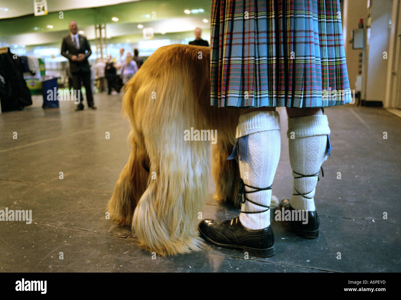 CRUFTS DOG SHOW BIRMINGHAM UK. Les chiens et les propriétaires Banque D'Images