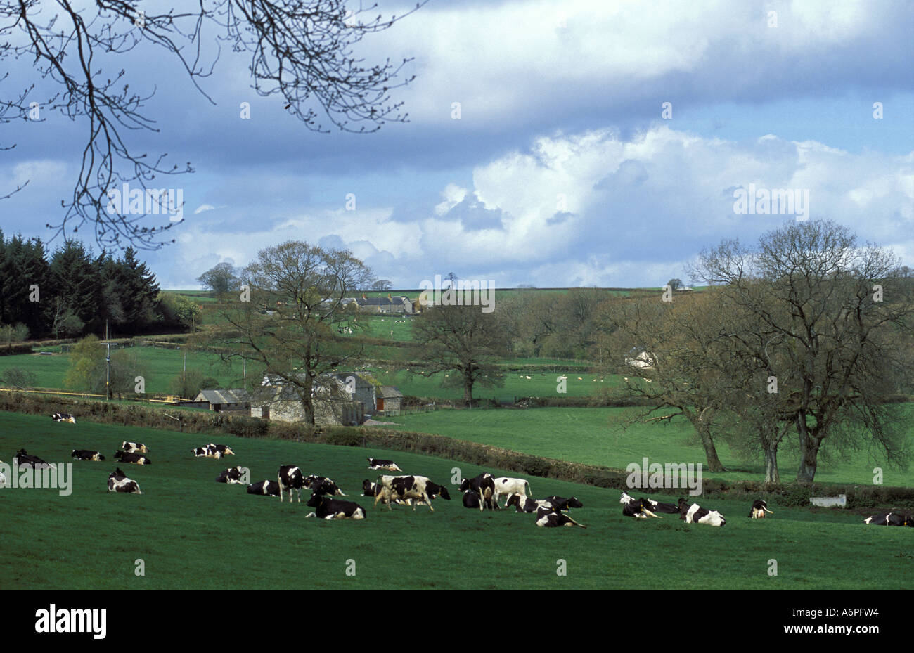 Le pâturage du bétail dans les champs près de Marsh est du Devon au Blackdown Hills AONB Banque D'Images