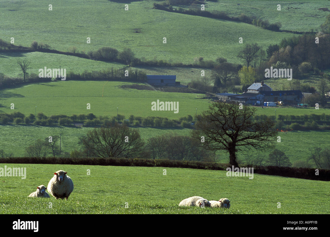 Les moutons dans les champs à proximité de Monkton Salon de beauté naturelle exceptionnelle de Devon, Angleterre Banque D'Images