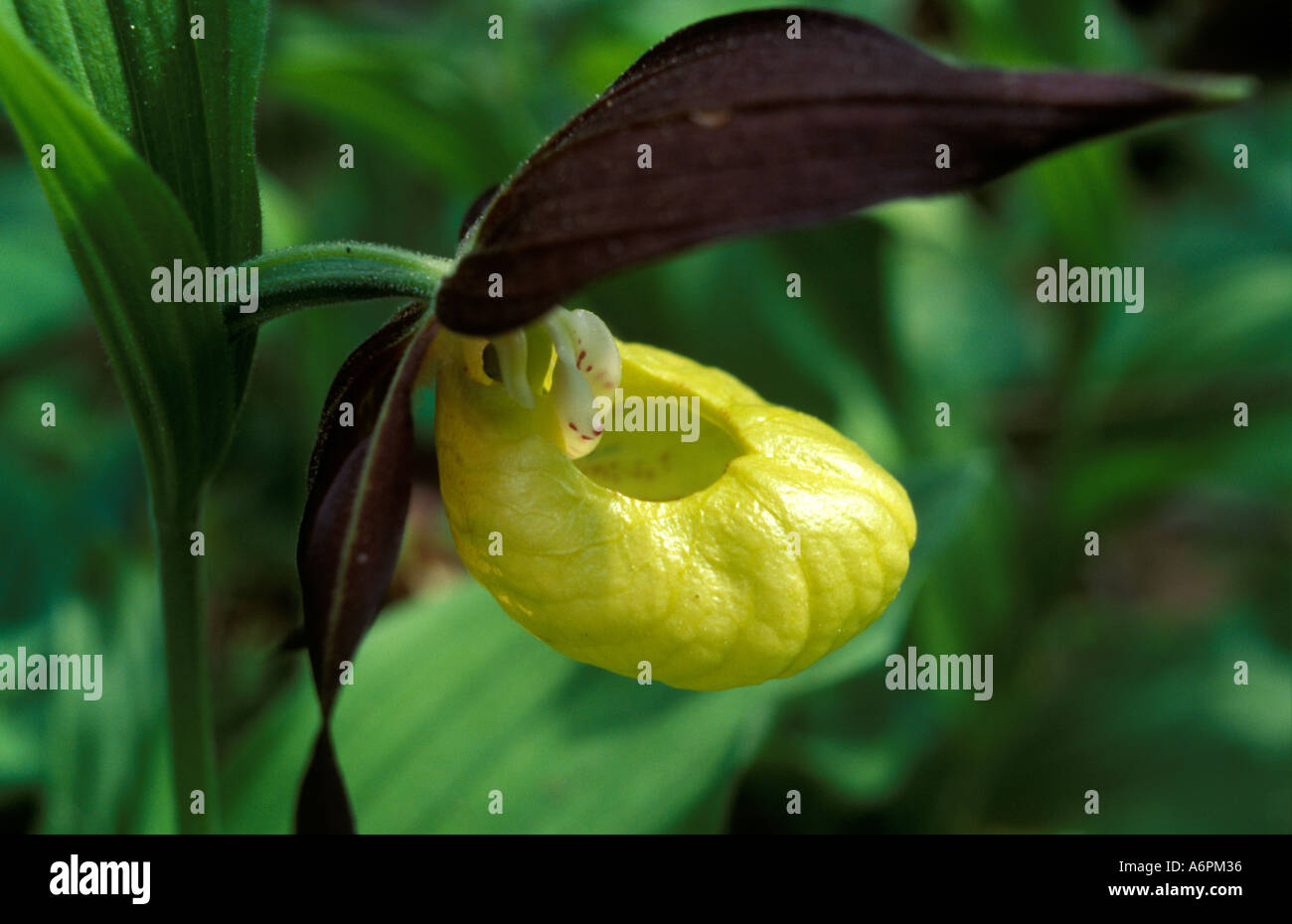 Lady Slipper orchid Cypripedium calceolus Banque D'Images