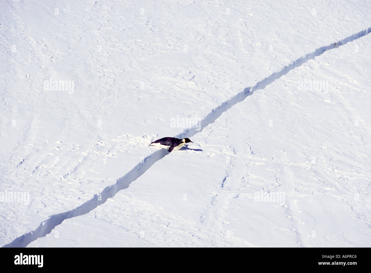 Manchot Empereur Crossing Ice Crack Riiser Larsen Ice Shelf Antarctique Banque D'Images
