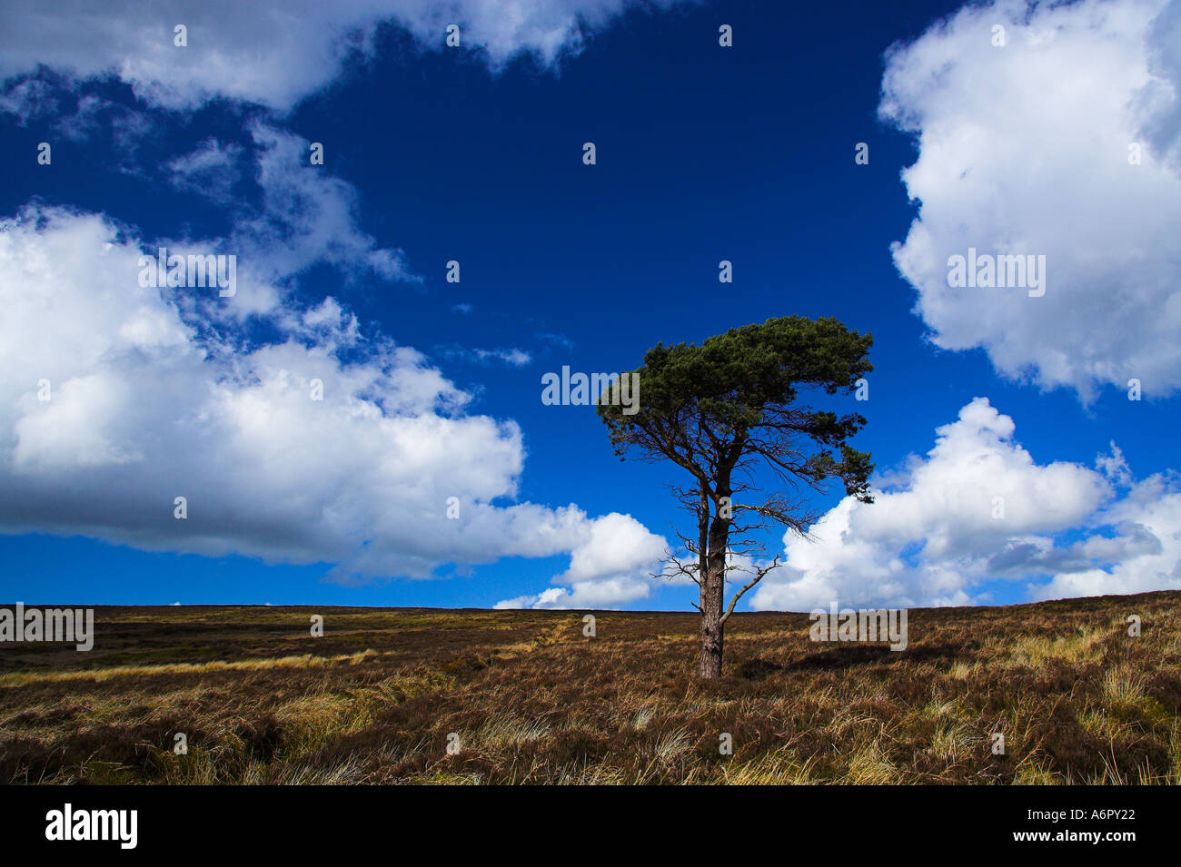Lone Pine sur Commondale Moor Parc National des North Yorkshire Moors Angleterre Banque D'Images