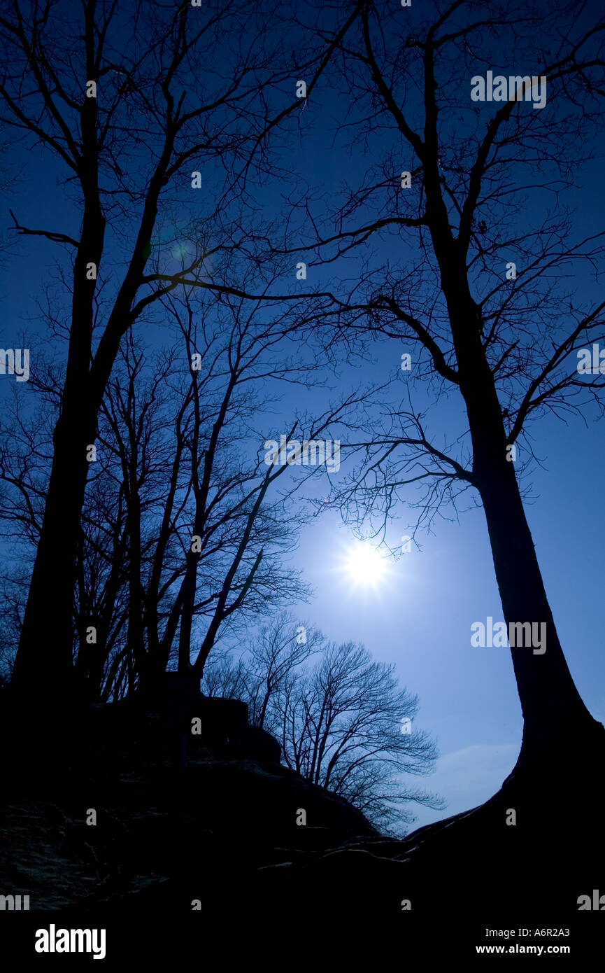 Les arbres sont silhouetted against a blue sky Banque D'Images