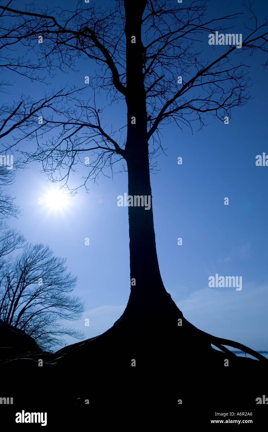 Les arbres sont silhouetted against a blue sky Banque D'Images