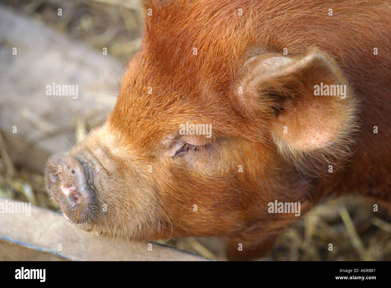 Porcelet Porc Bebe Dans Une Ferme Dans Le Devon En Angleterre Photo Stock Alamy