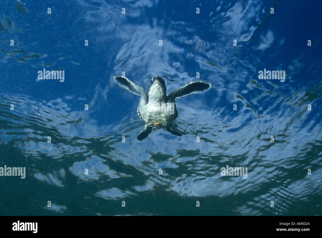 Tortue verte (Chelonia mydas) Hatchling prend premier bain, Ascension Island, Sud de l'Océan Atlantique Banque D'Images