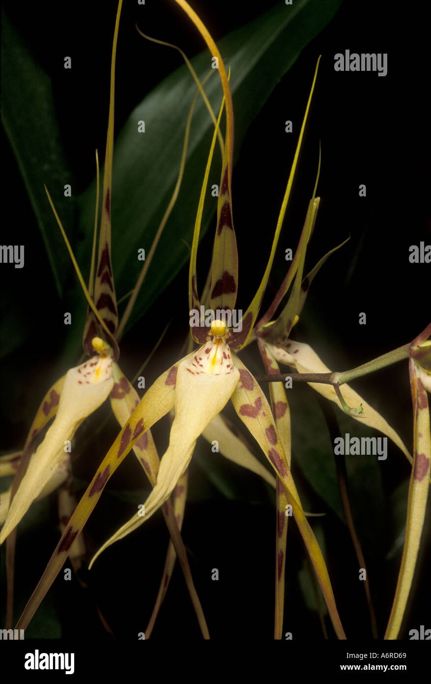 ORCHID (Brassia arcuigera) Wild, Costa Rica Banque D'Images