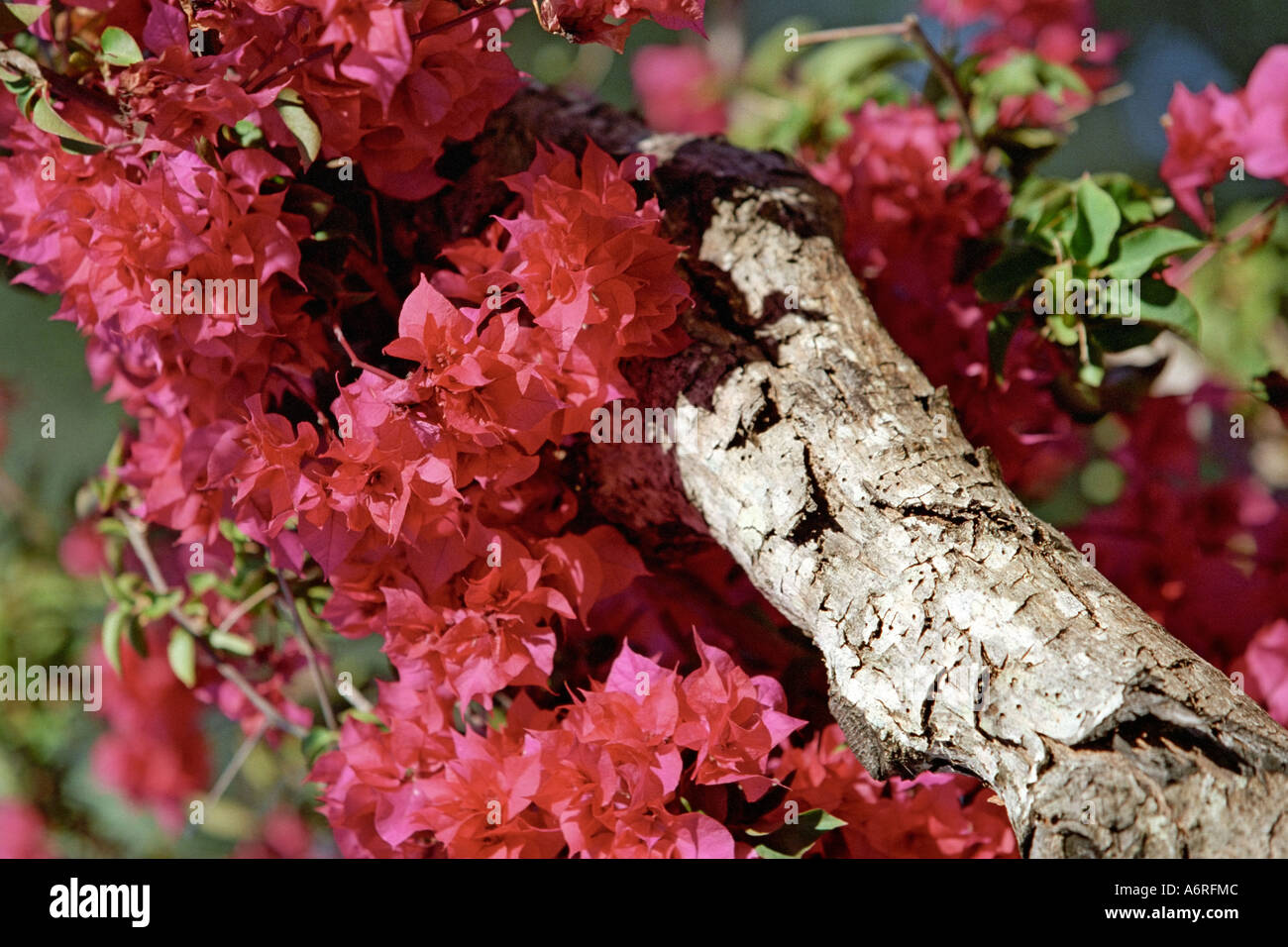 Bougainvillée rouge. Algarve, Portugal. Banque D'Images