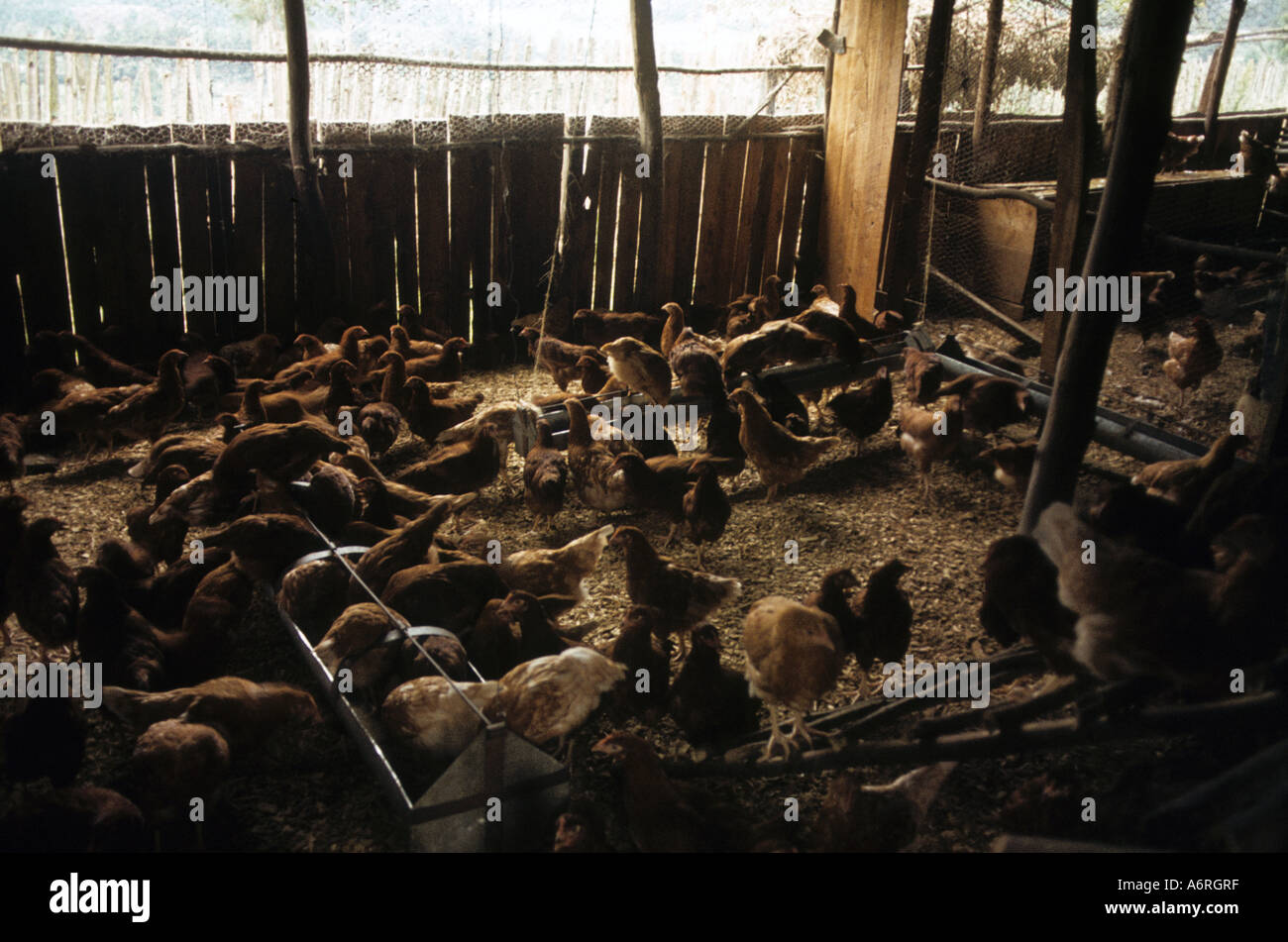 Poulets dans une grange, Kenya, Africa Banque D'Images