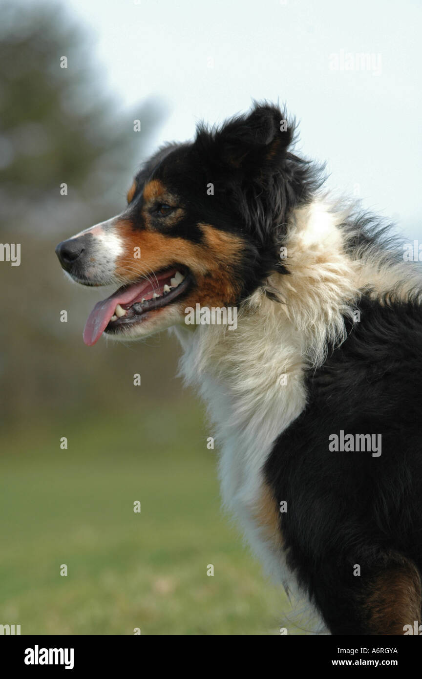 Portrait de noir blanc et feu welsh Border Collie. Banque D'Images