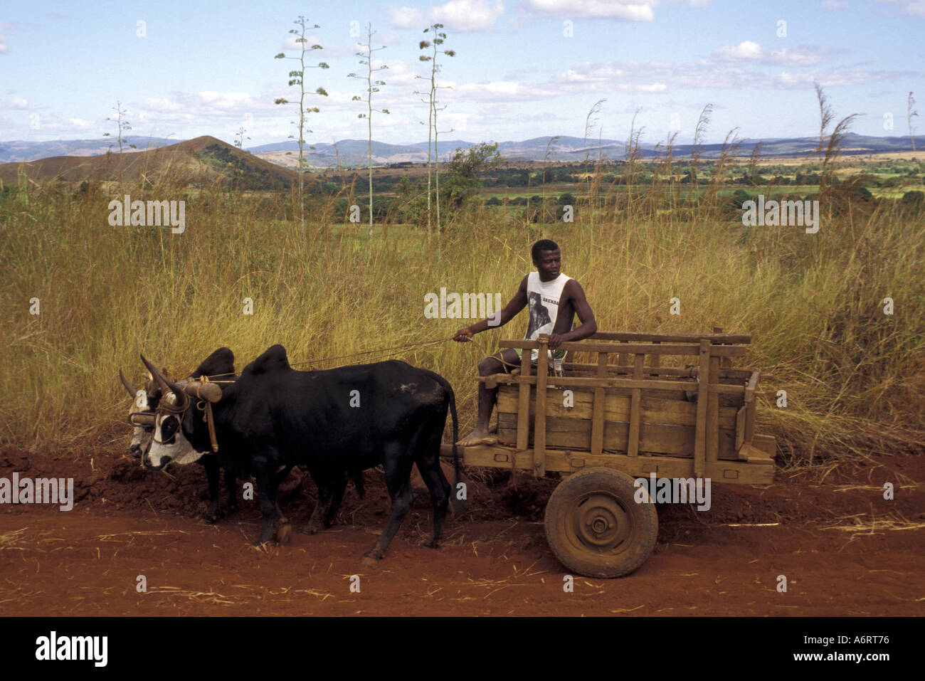 L'Afrique, Madagascar, l'extraction d'un zébu agriculteur sur un chariot. Banque D'Images