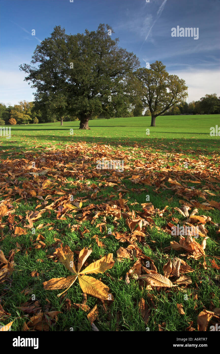 L'automne dans un parc dans l'Essex. Les feuilles tombées des touches de couleur or sur la pelouse verte. Banque D'Images