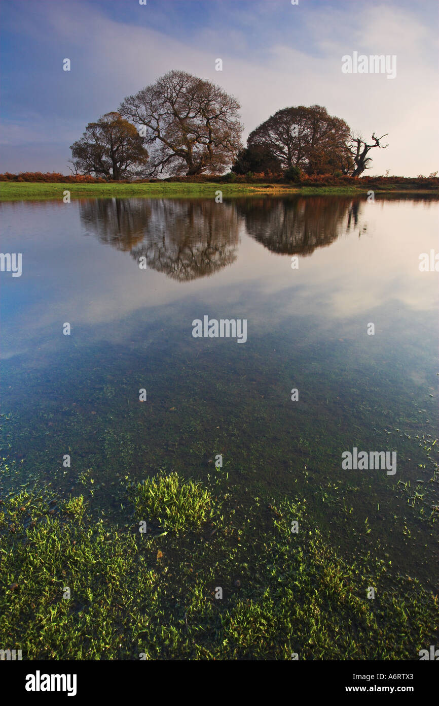 Vieux chênes se serrent étroitement dans le parc national New Forest, la perfection de leurs réflexions montrant dans un étang Banque D'Images