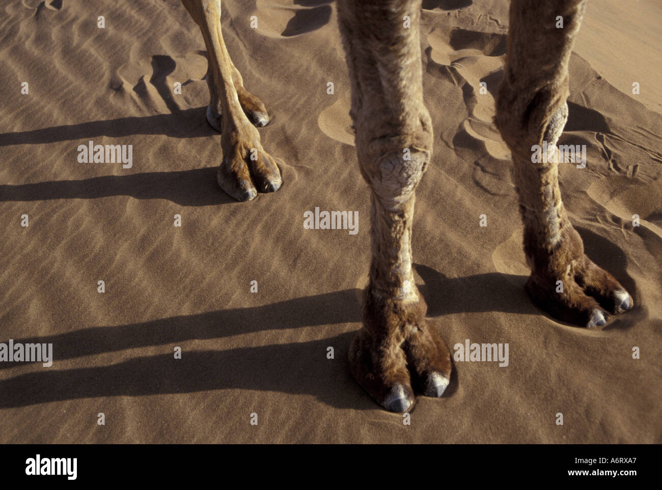 L'Afrique, Maroc Camel's pieds et jambes Banque D'Images
