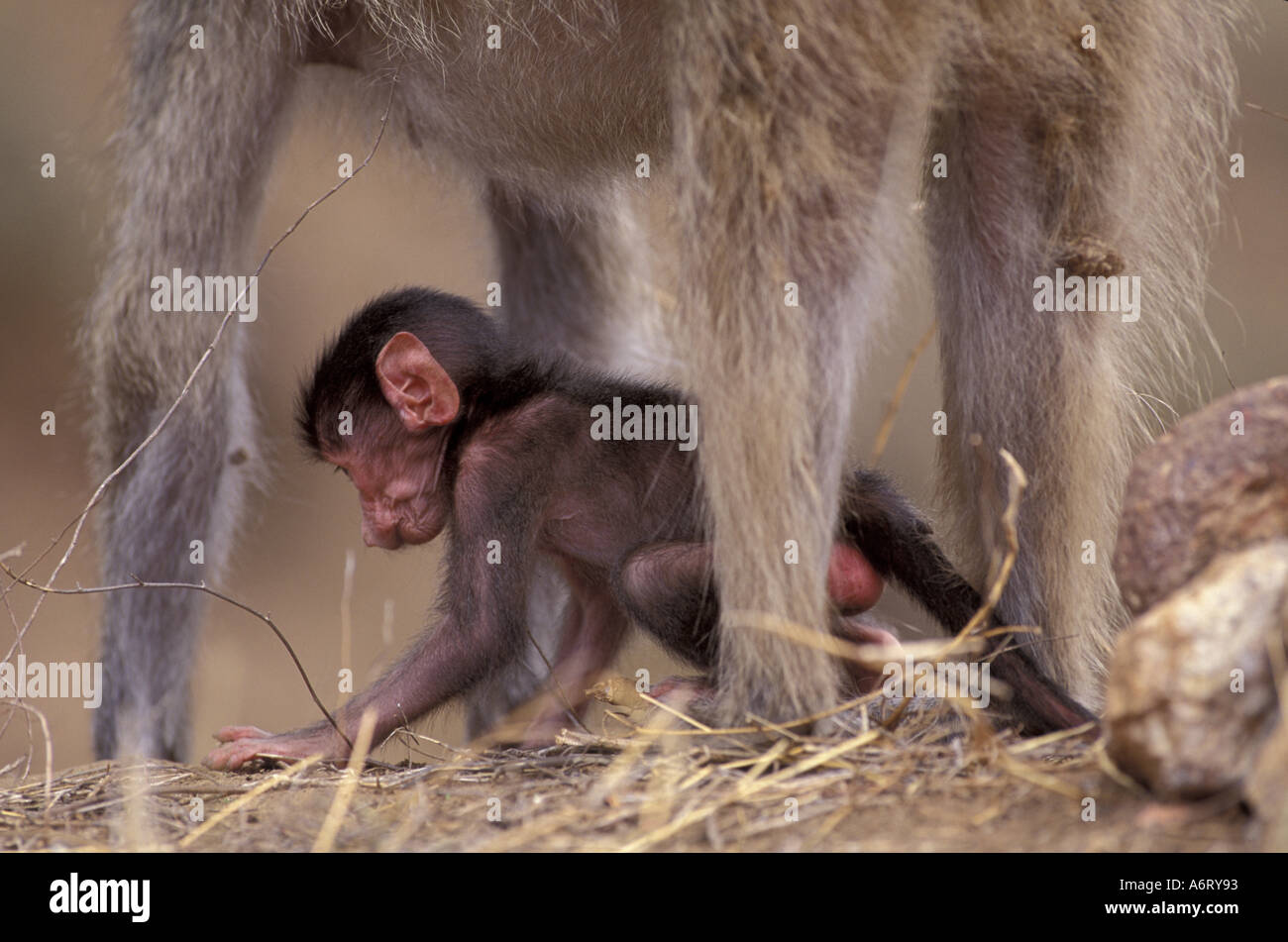 L'Afrique, Afrique du Sud, Kruger NP babouin Chacma aux pieds de bébé Banque D'Images