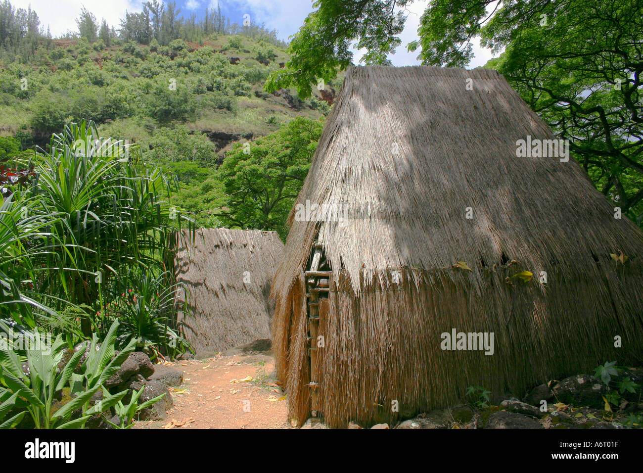 Hawaiian ou hutte polynésienne dans une luxuriante jungle tropicale Banque D'Images