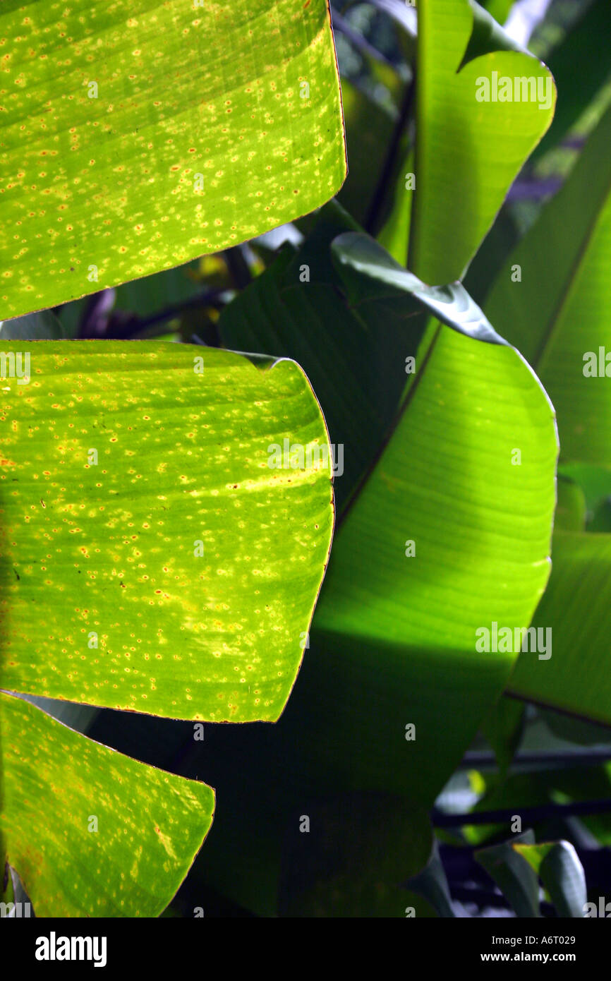Tropical Vert feuilles de bananier dans jungle Banque D'Images