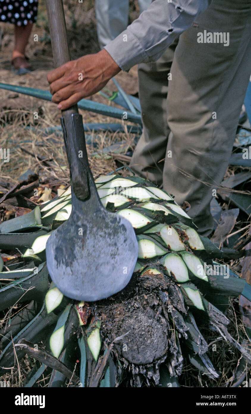 La récolte des cactus Agave Azul pour la production de Tequila dans la ville de Tequila, l'Etat de Jalisco au Mexique. Banque D'Images