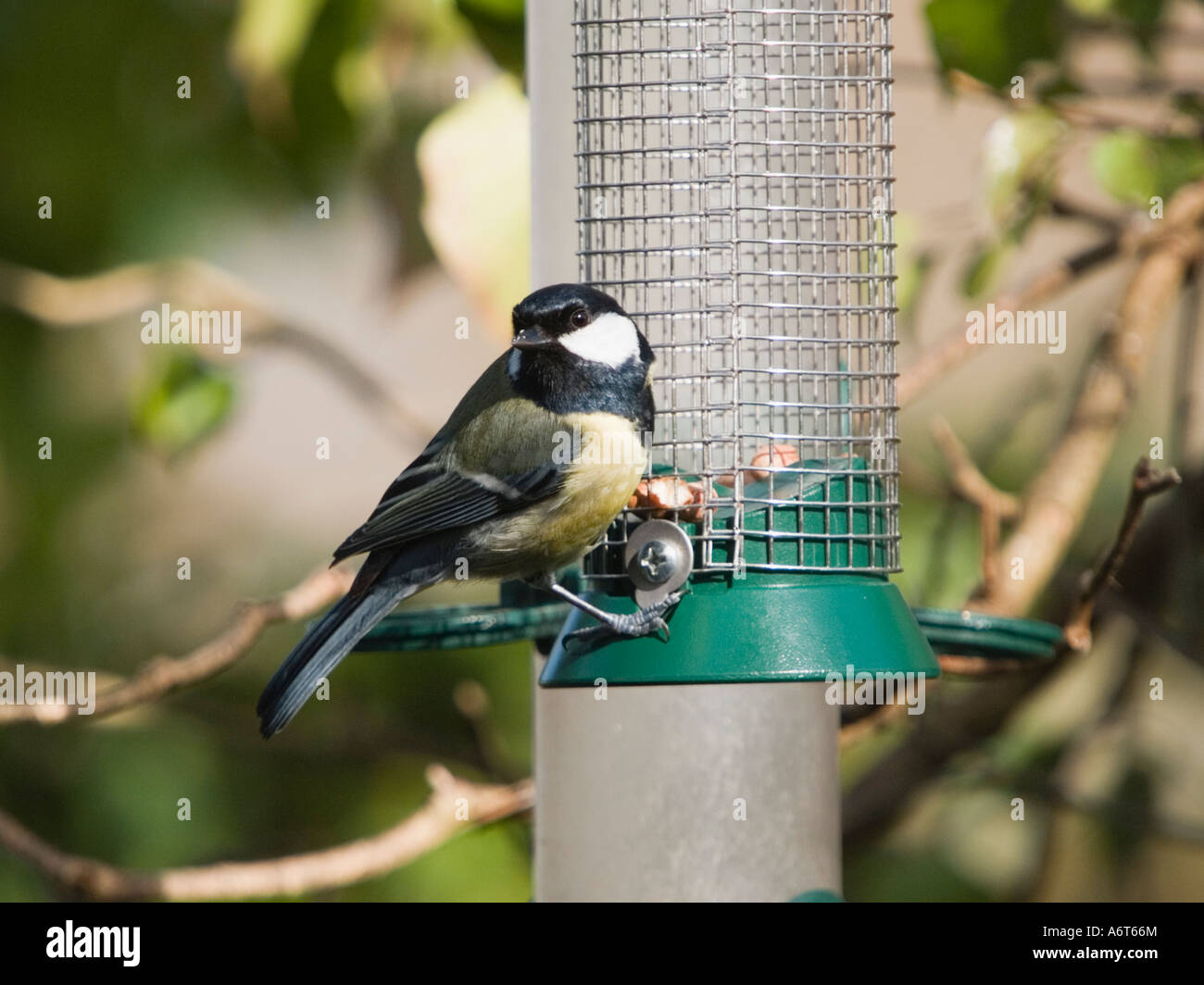 Great Tit nourrir dans une réserve naturelle, situé au nord du Pays de Galles Banque D'Images